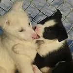 Husky Ivalo