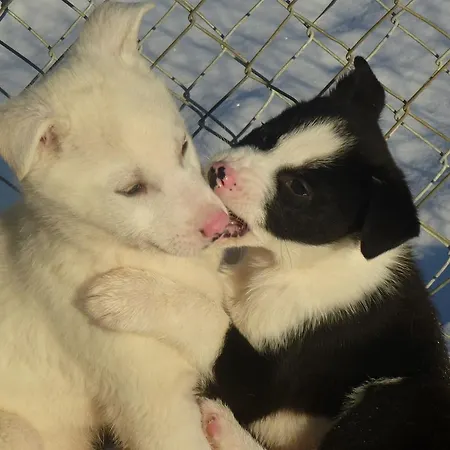 Husky Ivalo